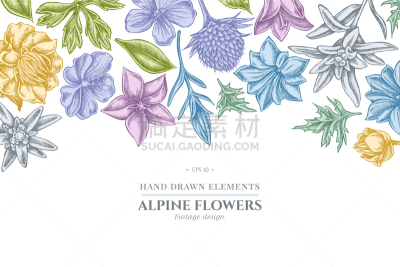 风铃草属,火绒草,彩色蜡笔,花纹,传统,植物群,天竺葵,春天,复古,绘制