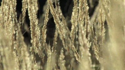 风中草
