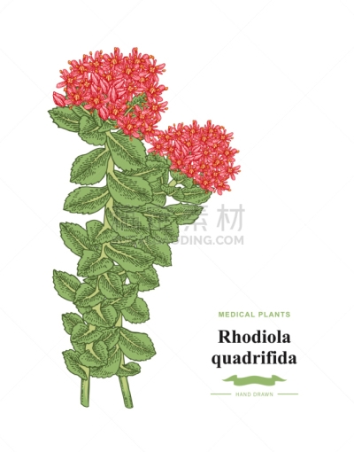 红景天,白色,分离着色,枝,夏天,蔷薇属,红色,绿色,收集,复古