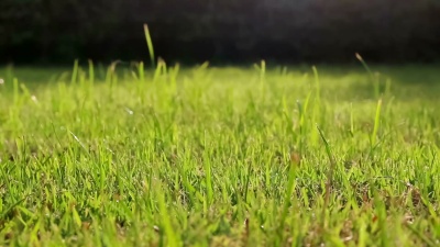 青草背景