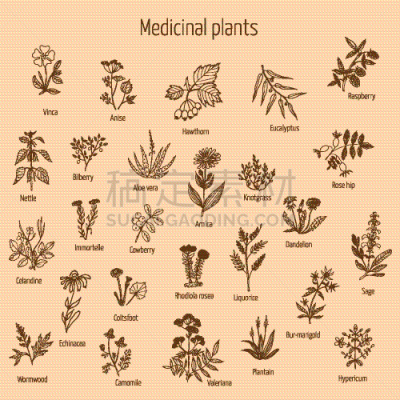 健康保健,植物群,草本,动物手,圣约翰草,山金车属,蓝莓,芦荟,蒲公英,绘制