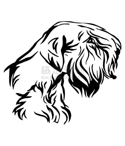 华丽的,狗,希利哈姆犬,注视镜头,可爱的,纯种犬,梗犬,摆拍,肖像,服从