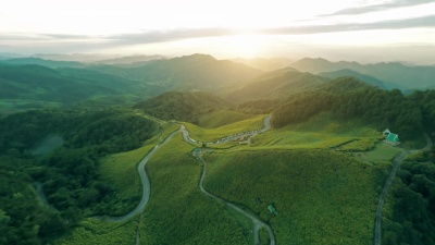 山上的墨西哥向日葵田