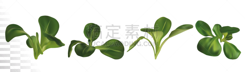 3d realistic lamb s lettuce on white background