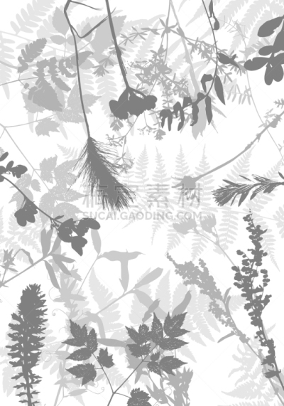 植物群,叶子,华丽的,复叶,传单,环境,枝繁叶茂,模板,草,春天