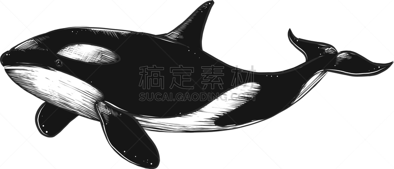 逆戟鲸,野生动物,哺乳纲,船,动物,杀人犯,草图,复古