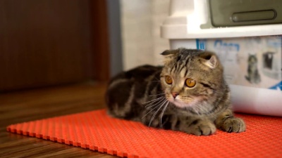小猫猛扑去抓东西