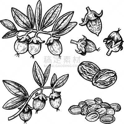 草图,荷荷巴,华丽的,直的,植物,乱画,潦草,复古,绘制,布置