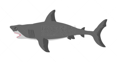 白色背景,鲨鱼,分离着色,野生动物,动物,笼子,短鳍灰鲭鲨,澳大利亚,危险,吉祥物