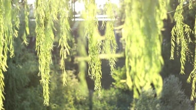 柳树