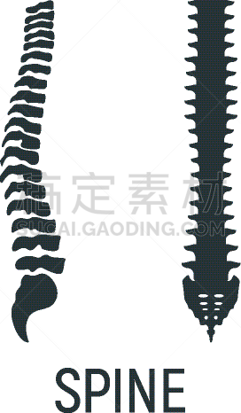 白色,概念,矢量,x光,人类骨架,绘画插图,骨头,人,计算机图标,微生物