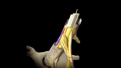 说明人体解剖的3D动画