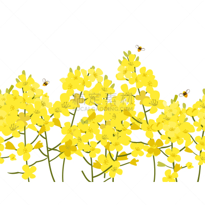 纺织品,油菜花,芸苔,矢量,式样,壁纸,蜂蜜,背景,夏天,纹理