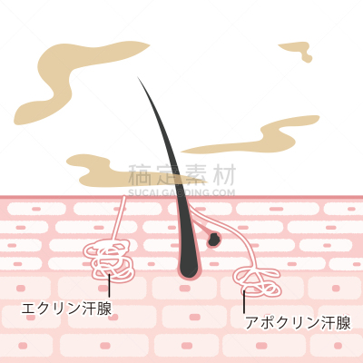 皮肤,绘画插图,横截面,皮脂腺,汗腺,分泌腺的,毛囊,细胞,体味