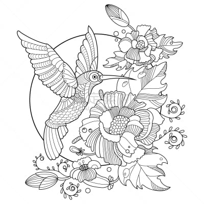 彩色书,成年的,蜂鸟,华丽的,动物,鸟类,绘制,着色,花