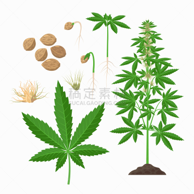 绘画插图,信息图表,叶子,种子,植物学,开花植物,茎,生长,布置