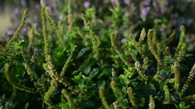 药用草药-薄荷，薄荷