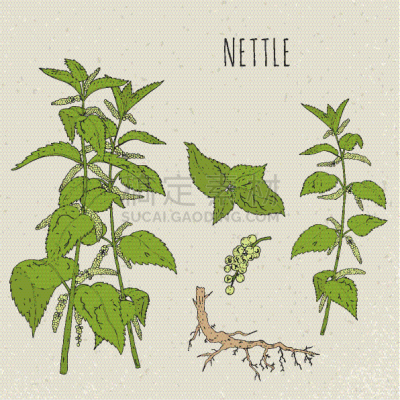 健康保健,分离着色,刺荨麻,植物学,生物学,素食,药,环境,植物群,复古