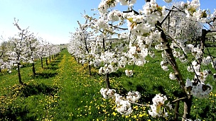 樱花树，水果种植园，春天，自然奇观， 