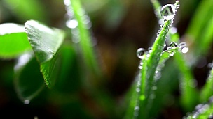 用露水或雨滴拍摄草叶的推拉镜头。