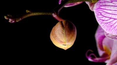 兰花蝴蝶兰开口