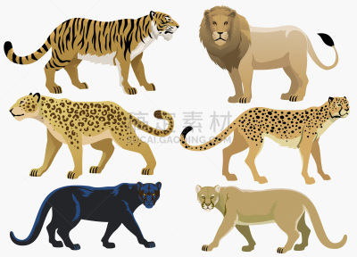 大型猫科动物,背景分离,野生动物,猎豹,狮子,哺乳纲,猫科动物,黑豹,动物,美洲豹