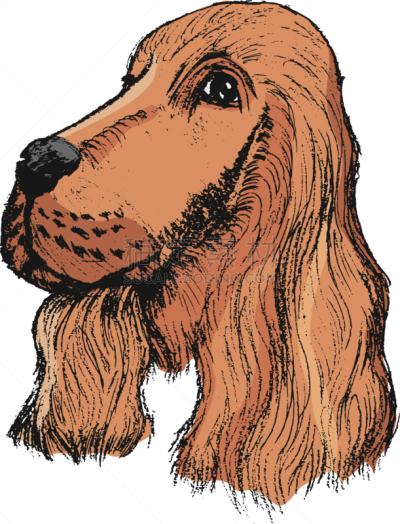 斯班尼犬,注视镜头,分离着色,可爱的,白色,宠物,自然,颜色,肖像,图像