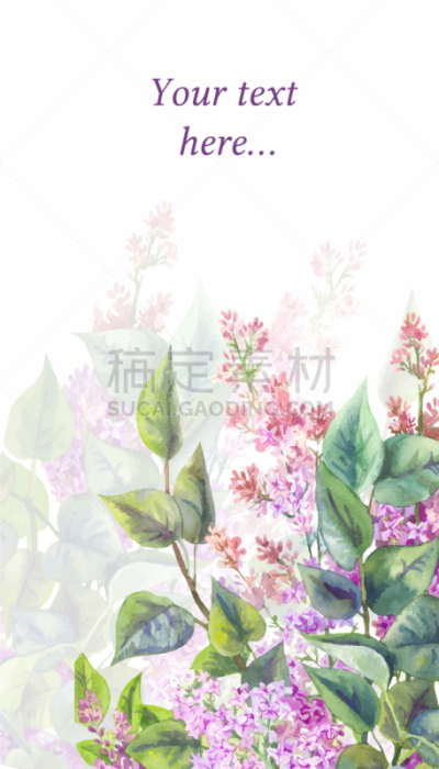 水彩画,丁香花,白色背景,华丽的,植物群,自然美,植物,夏天,绘制,花