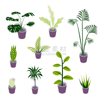 室内,盆栽植物,植物群,房屋,比较,图像,喜林芋属,芦荟,设计,收集