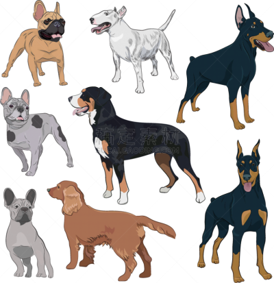 狗,白色,分离着色,狗屋,纯种犬,梗犬,哺乳纲,站,收集,服从
