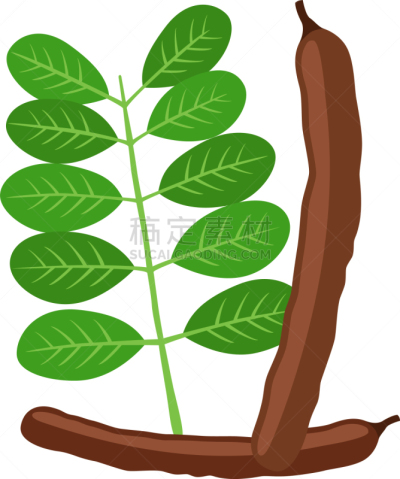 豆,叶子,豆荚,研磨食品,素食,清新,食品,维生素,玛咖,植物