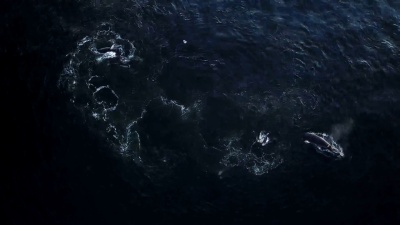 鲸鱼在海洋中游泳