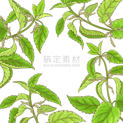 刺荨麻,边框,分离着色,白色,有机食品,自然,健康保健,草本,清新,食品