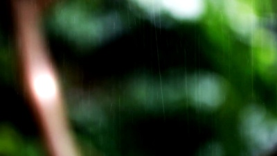 森林中的清新雨