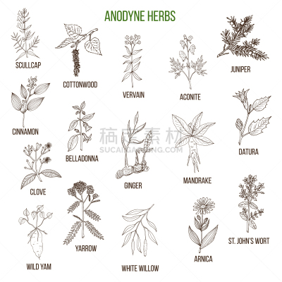 草本,草药,动物手,生物学,精力,健康保健,圣约翰草,药,绘制,布置