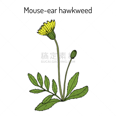 药,Indian Paintbrush,人的耳朵,鼠,生物学,自然,健康保健,季节,草本,环境