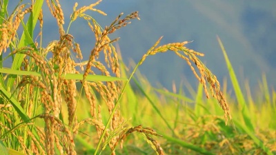 风景秀丽的日本花卉