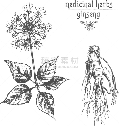 草图,墨水,植物学,Ginseng,华丽的,传统,健康保健,药,滴瓶,写实