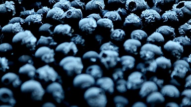 霜冻蓝莓