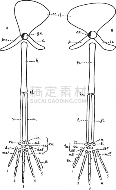 脊椎动物,白色,髋臼,图像,胫骨,腓骨,矢量,趾骨,肱骨,复古
