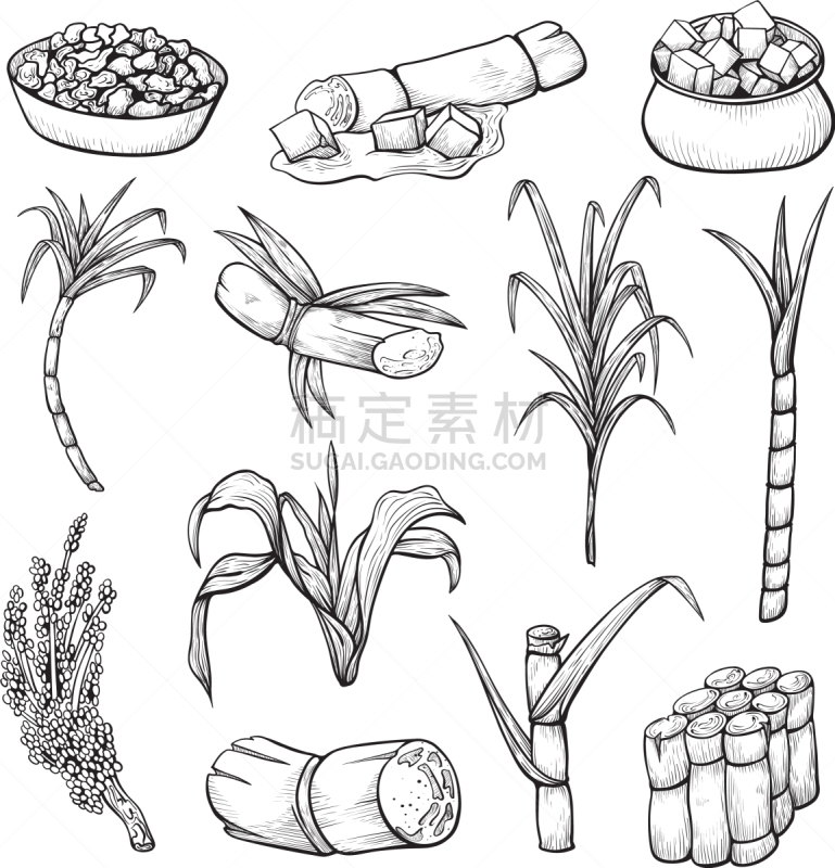 甘蔗,农业,生物学,饮料,清新,食品,果汁,草,农场,布置