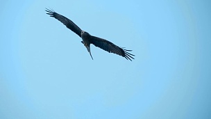 一只猎鹰在蓝天盘旋，作为鸟类捕食者寻找猎物
