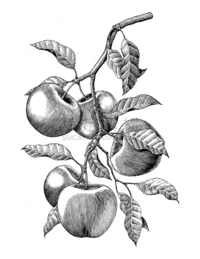 雕刻图像,枝,苹果,动物手,绘画插图,农业,清新,食品,熟的,复古