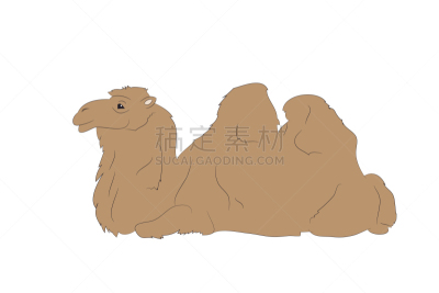 骆驼,彩色图片,绘画插图,撒谎者,可爱的,传统,野生动物,肖像,哺乳纲,站