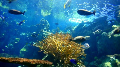 REEF- 视频