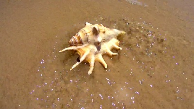 海螺壳冲洗