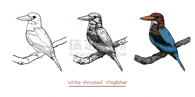 翠鸟,白色,亚洲,鸡尾酒,自然,红色,野生动物,泰国,画画,设计