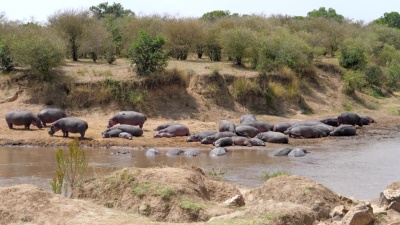 躺在马拉河岸边的一群Hippos，非洲大草原， 