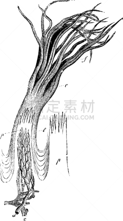 丝状的,白色,黑色,图像,矢量,雕刻图像,复古
