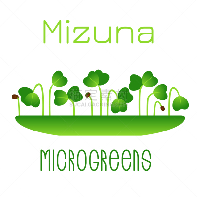 microgreens mizuna sprouts in a bowl sprouting